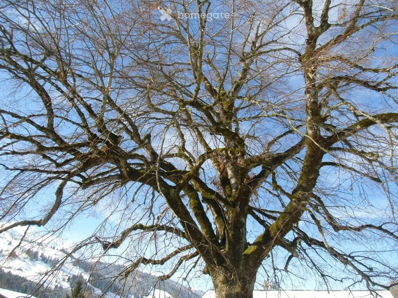 A large, leafless tree with moss-covered branches, set against a clear blue sky with a snow-covered landscape in the background.
