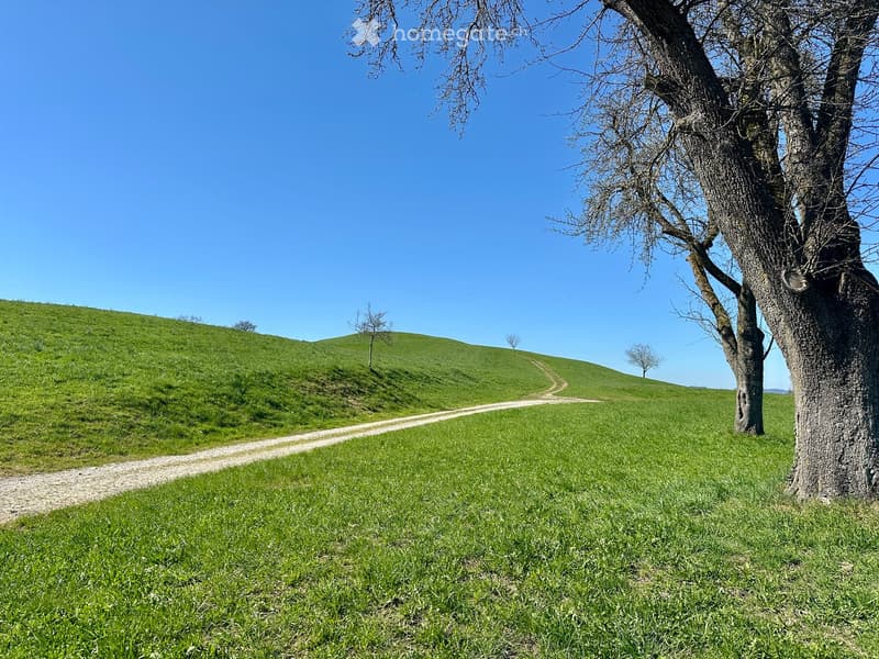 A grassy hill with a dirt path leading up to it, surrounded by trees and a clear blue sky.