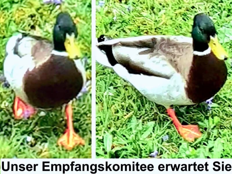 Two images of a duck standing on grass, one from the side and one from the front.