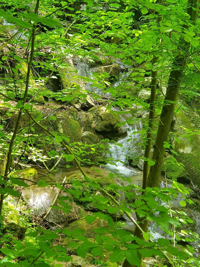 A lush, green forest area with a small waterfall cascading over moss-covered rocks, surrounded by dense foliage and trees.