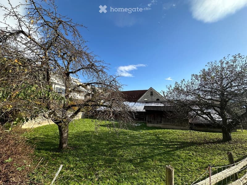 A grassy yard with a wooden fence, two leafless trees, and a small wooden shed in the background.