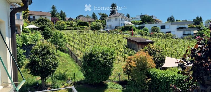 A vineyard with rows of grapevines, surrounded by trees and shrubs, with a small wooden shed and neighboring houses visible in the background.