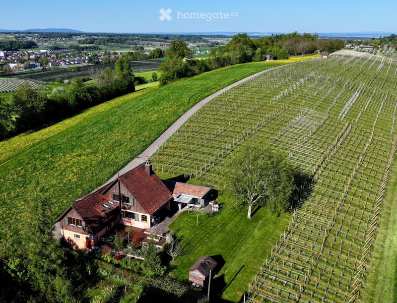 Aerial view of a vineyard with rows of grapevines, a small house with a red-tiled roof, and surrounding greenery and farmland.