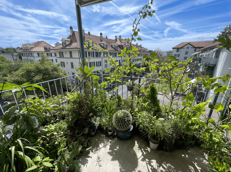 Balcony with various potted plants, including succulents and leafy greens, overlooking a residential area with multi-story houses and a clear blue sky.
