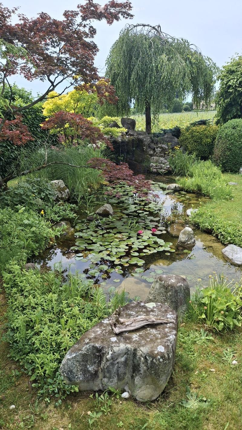 A serene garden with a pond covered in lily pads, surrounded by lush greenery, rocks, and a weeping tree. The pond features a small waterfall and is bordered by various plants and shrubs.