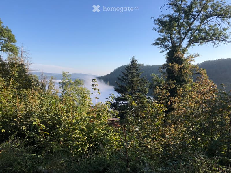A lush, green outdoor area with dense trees and shrubs, overlooking a misty valley with a body of water in the distance.