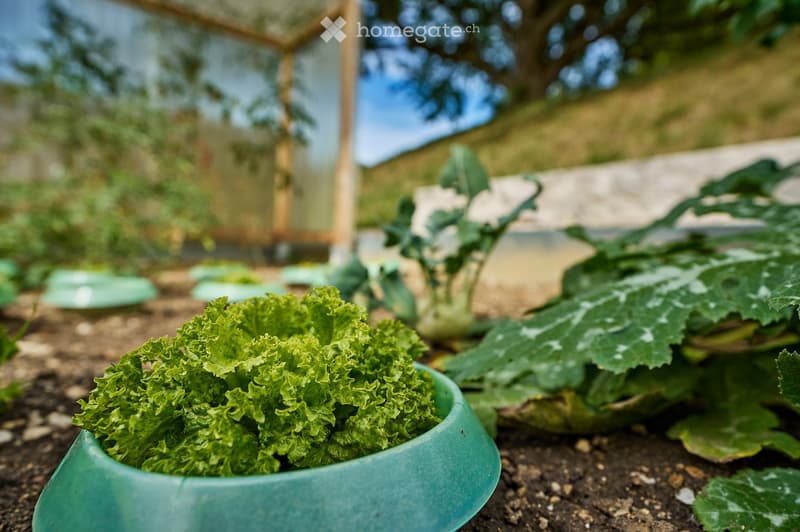 A garden area with a bowl of green kale in the foreground, surrounded by various plants and a wooden greenhouse structure in the background.