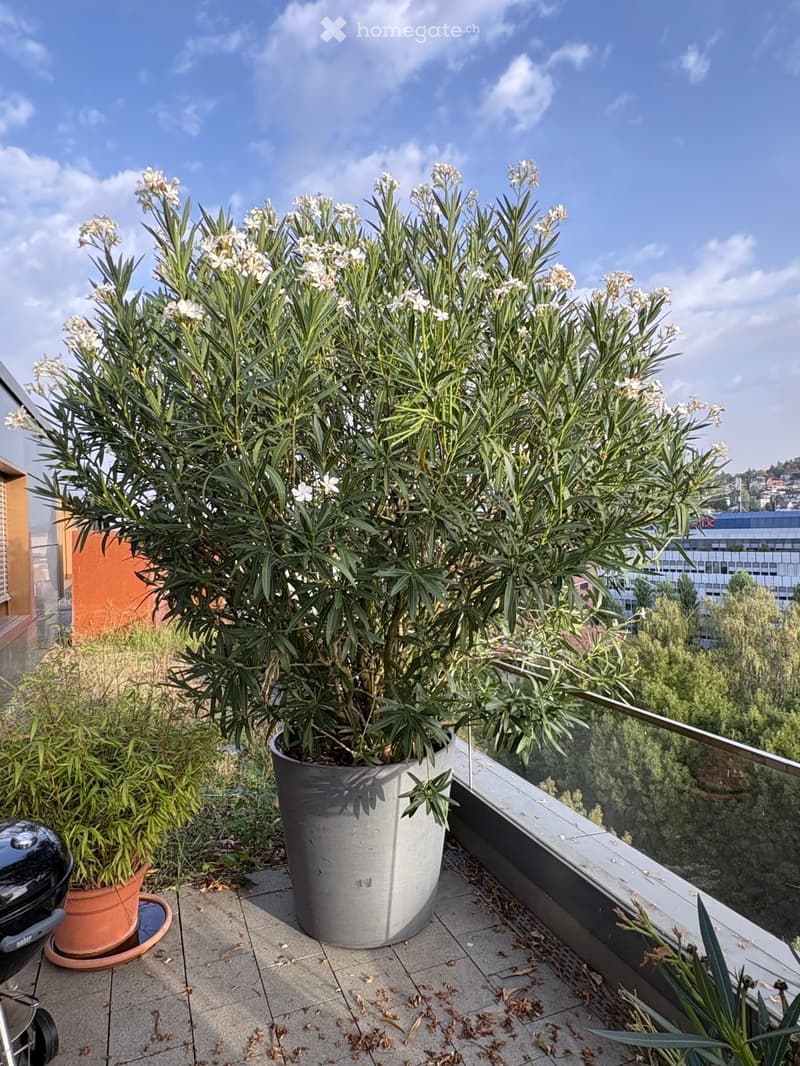 A rooftop terrace with a large potted plant featuring white flowers, surrounded by smaller potted plants and a grill, overlooking a cityscape.