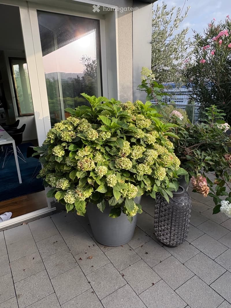 Balcony with large potted plants, including a large green hydrangea in a grey pot and a decorative vase with pink flowers. The balcony has a tiled floor and overlooks a cityscape with trees and buildings.