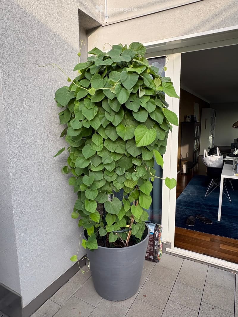 A large potted plant with heart-shaped leaves is placed on a tiled outdoor area next to a white wall. The plant is in a grey pot and is positioned near a sliding glass door that leads into a room with visible furniture and decor.