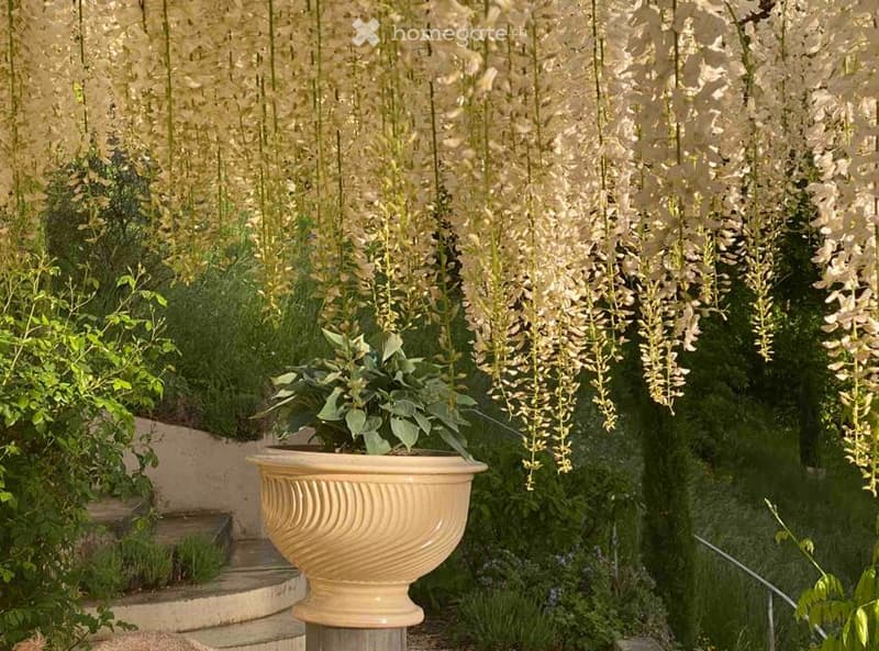 potted plant with white flowers hanging from a canopy, lush greenery, natural setting