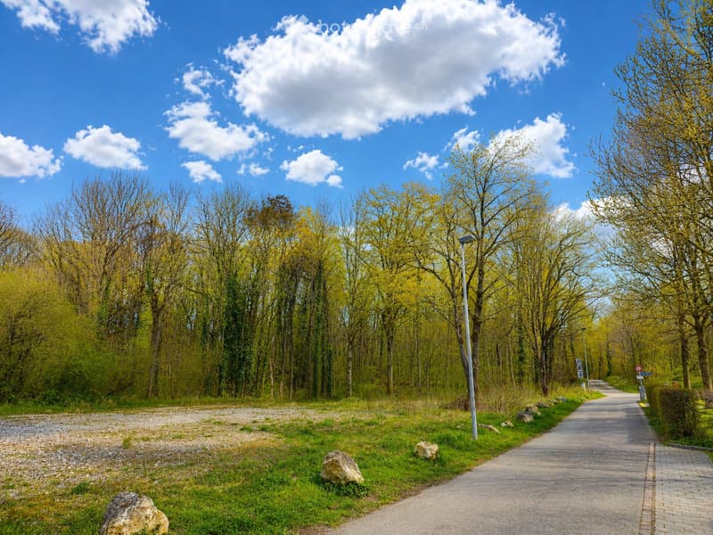 A paved pathway lined with trees and greenery, surrounded by a grassy area with rocks and a clear blue sky overhead.