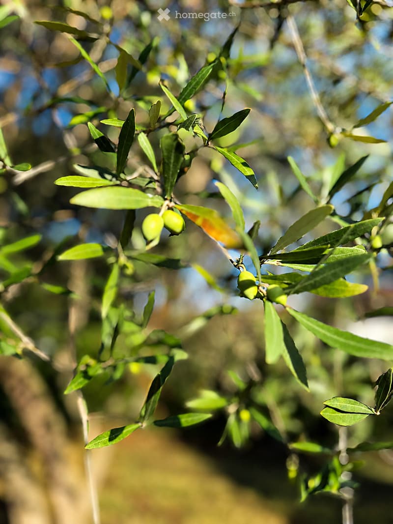 Close-up of an olive tree branch with green olives and leaves, set against a blurred natural background.