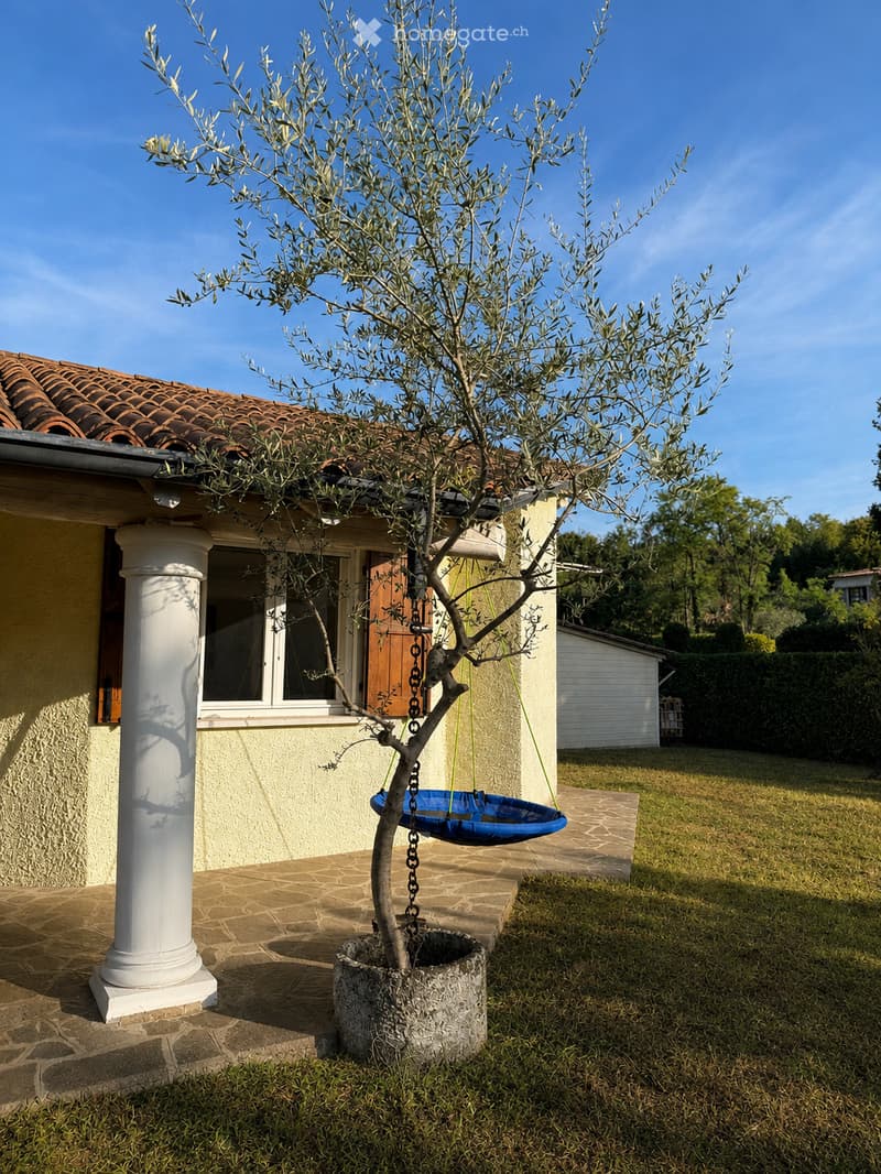 A small olive tree in a stone planter is positioned near a house with a tiled roof and white columns. A blue hanging swing is attached to the tree, and the surrounding area includes a paved patio and a grassy lawn.
