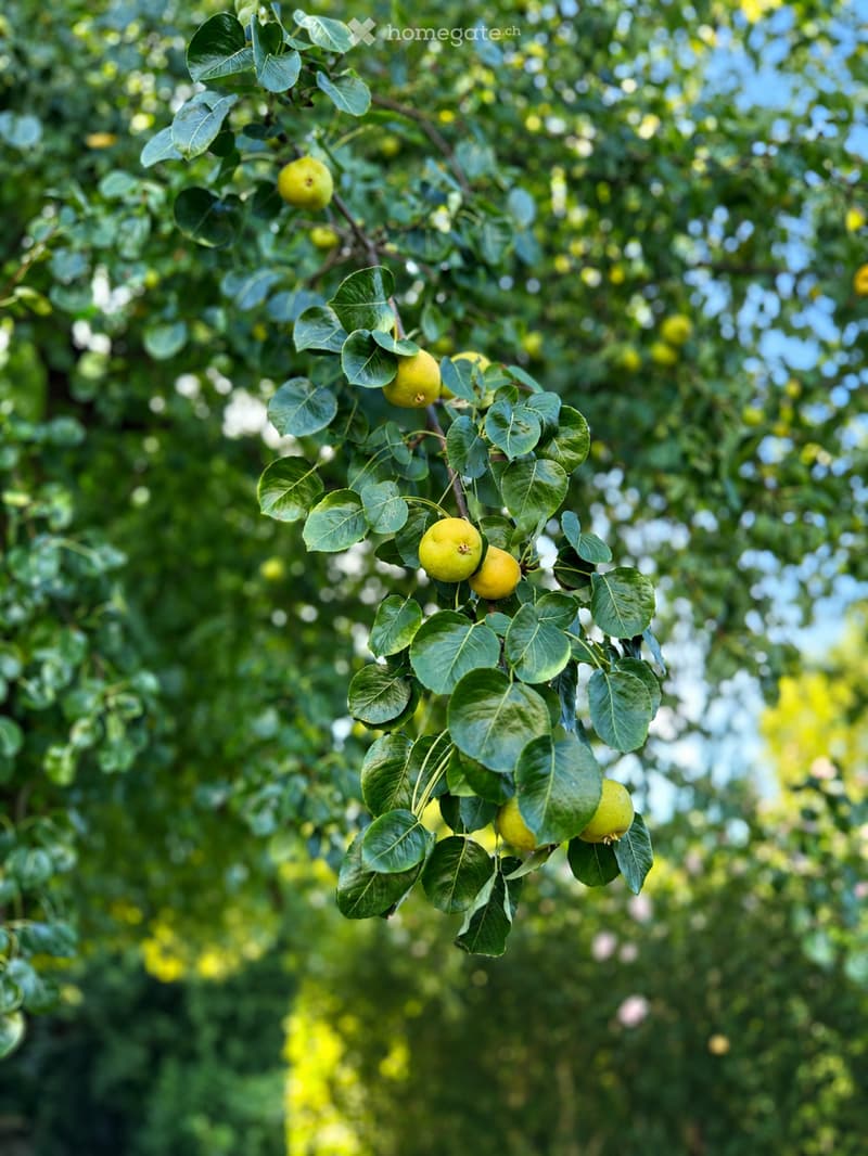 A close-up view of a tree branch laden with green fruits and lush green leaves, set against a blurred background of more trees and foliage.