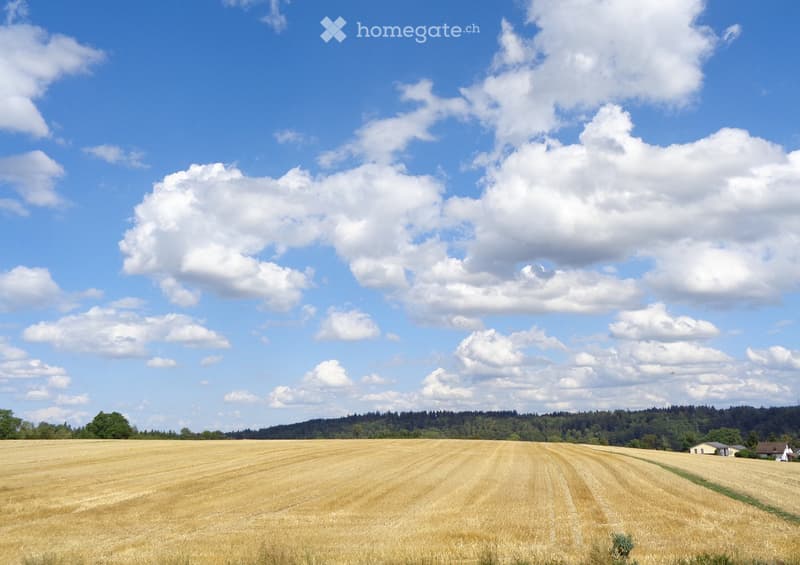 A vast field of golden wheat under a bright blue sky with scattered white clouds, with a line of trees and a few houses visible in the distance.