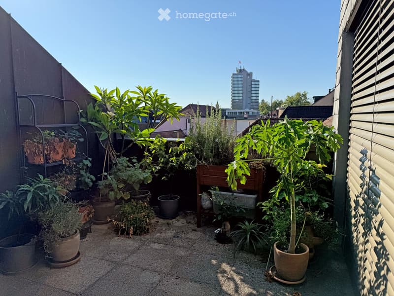 A rooftop garden with various potted plants and greenery, surrounded by building walls and a clear blue sky.