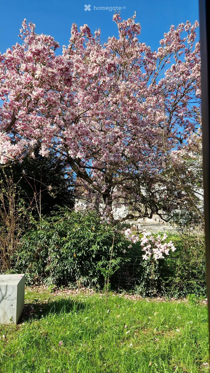 A garden area with a large blooming magnolia tree, green grass, and smaller flowering plants, with a concrete structure visible on the left side.