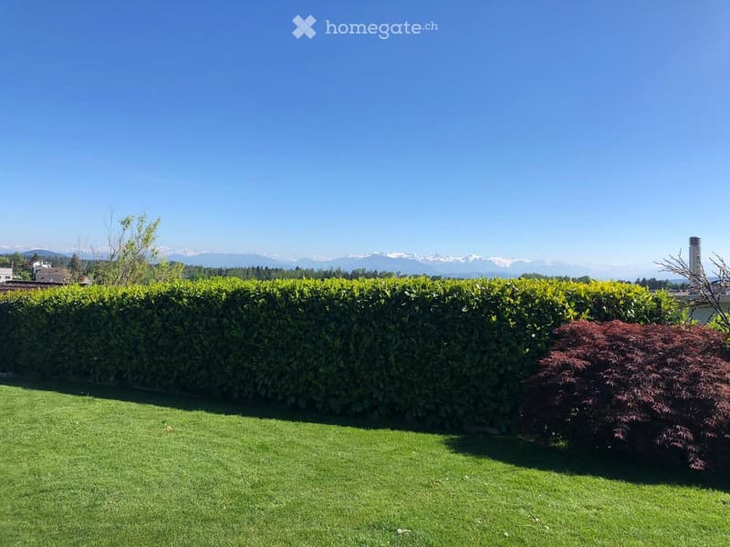 Well-maintained lawn with a tall hedge border, a small red maple tree, and distant mountain view under a clear blue sky.