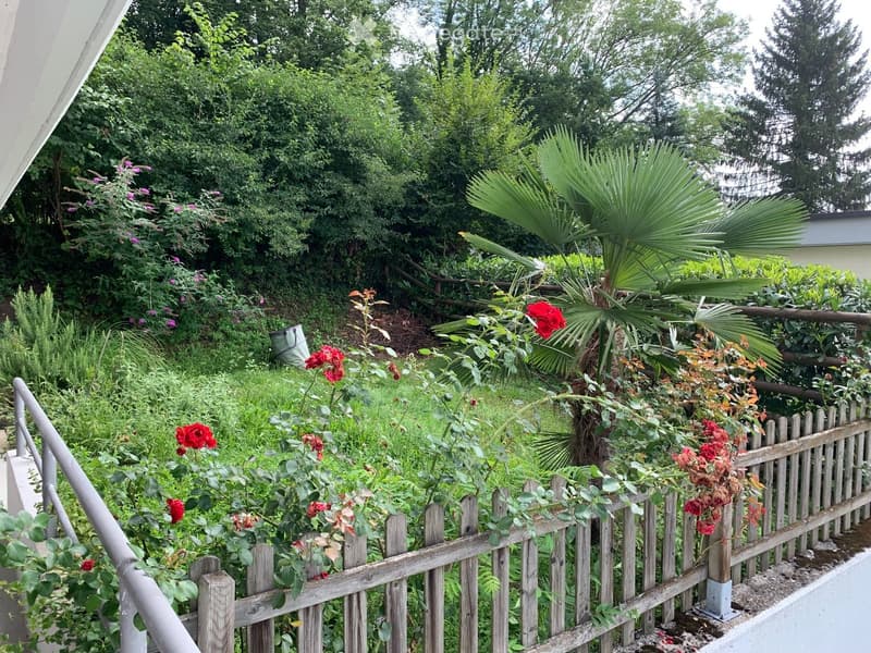 A lush garden with a wooden fence, climbing roses, a palm tree, and various flowering plants.