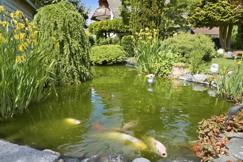 A serene garden pond with clear green water, surrounded by lush greenery, rocks, and colorful flowers. A large fish is visible swimming in the pond.