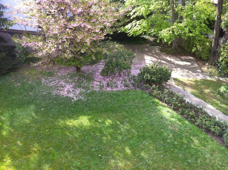 green lawn, pink flowers, trees, shrubs, pathway