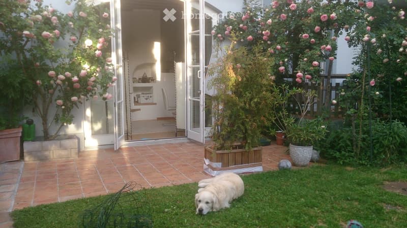 Garden with tiled patio, grassy area, flowering trees, potted plants, and a white dog resting on the grass.