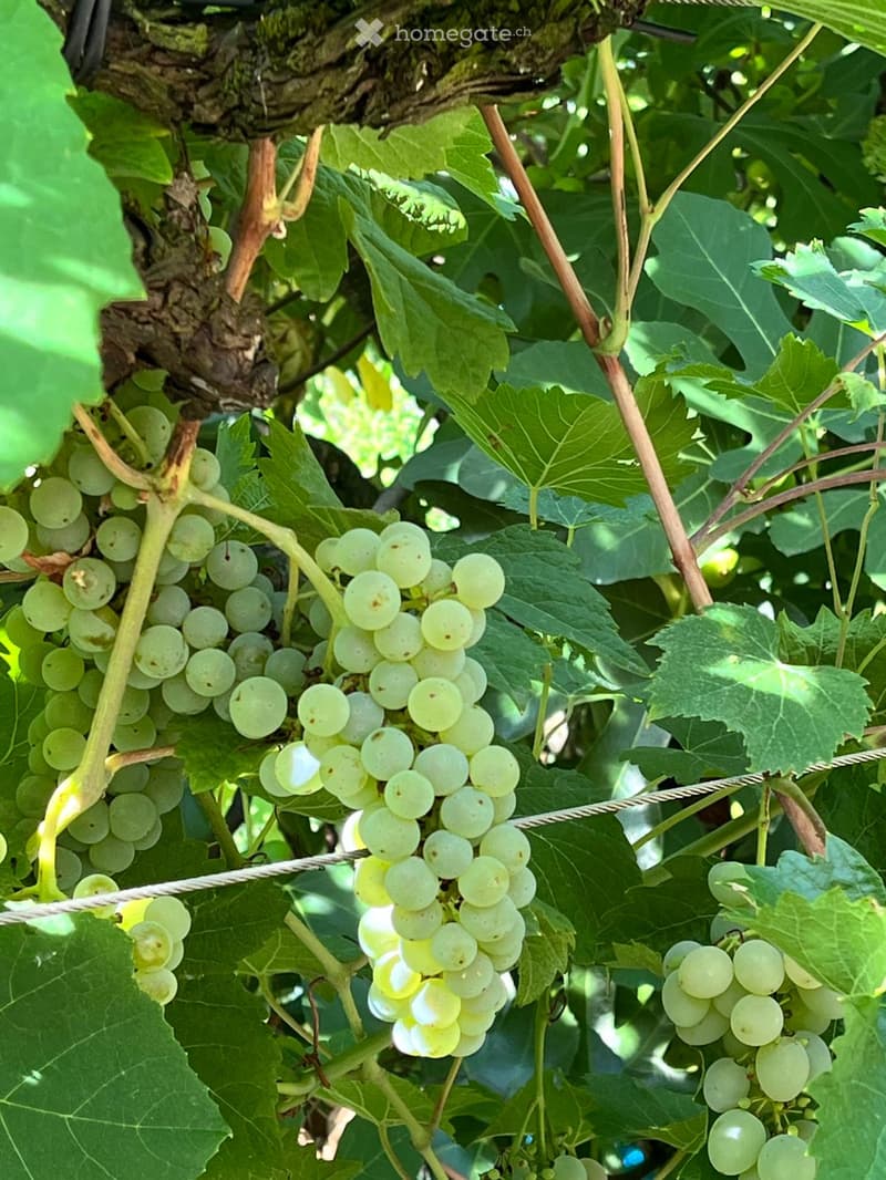 Close-up of green grapes hanging from a vine, surrounded by lush green leaves and vines.