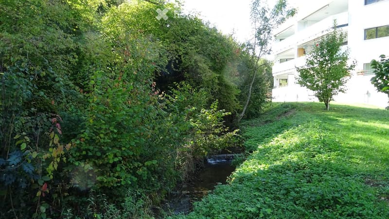 A lush garden area with a small stream, surrounded by dense greenery and trees, with a modern white building in the background.