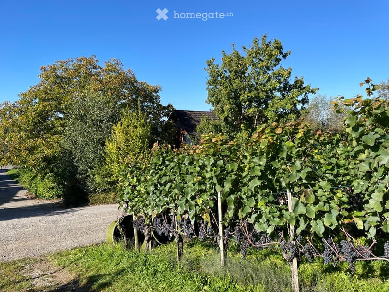 vineyard with grapevines, trees, path, bushes, sunny day