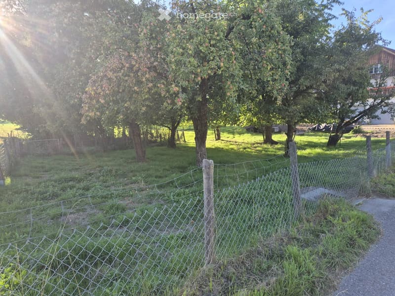A sunny orchard with apple trees, a wire fence, and a gravel path.