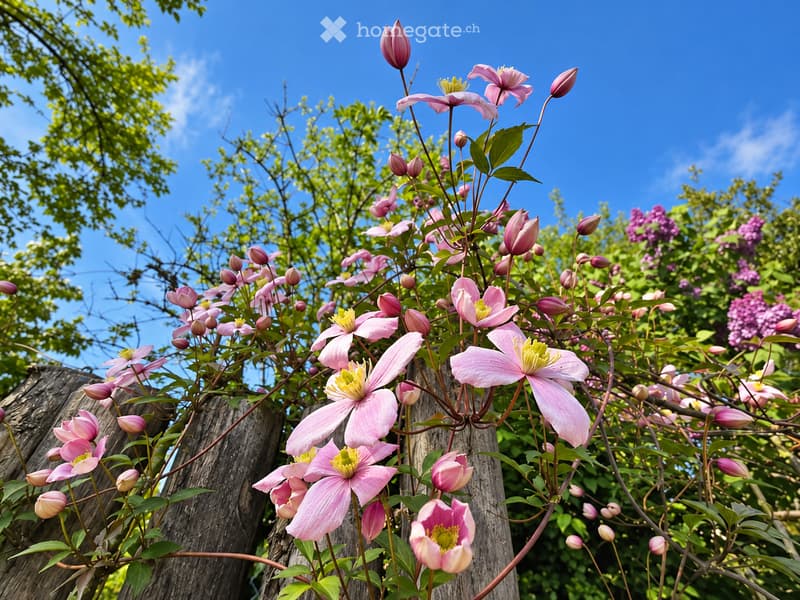 A vibrant garden scene with pink clematis flowers climbing on a wooden trellis, surrounded by lush green foliage and trees under a clear blue sky.