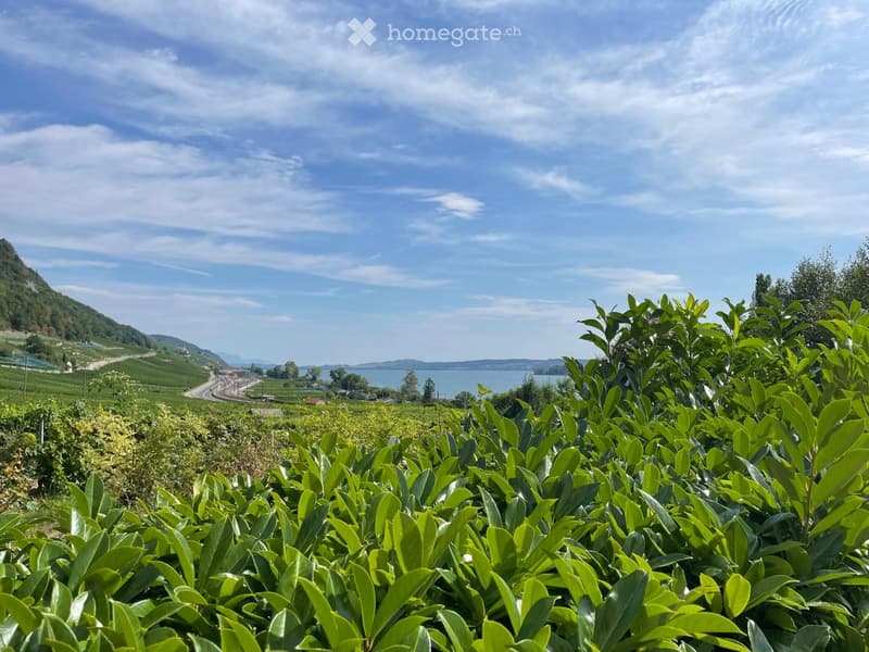 A lush garden with neatly trimmed tea bushes in the foreground, overlooking a scenic landscape with vineyards, a winding road, and a body of water under a clear blue sky.