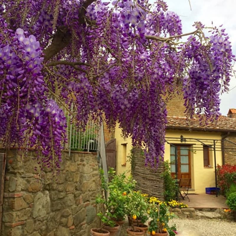 A charming garden area with a stone wall, a wooden pergola, and a variety of potted plants and flowers, including vibrant purple wisteria hanging from a tree branch.