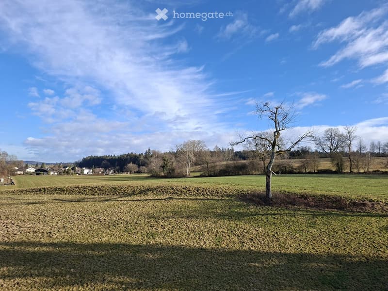 Field with green grass and a tree, with houses and hills in the background