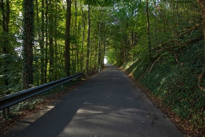 A long, tree-lined road surrounded by dense forest, with a guardrail on one side and a grassy slope on the other.