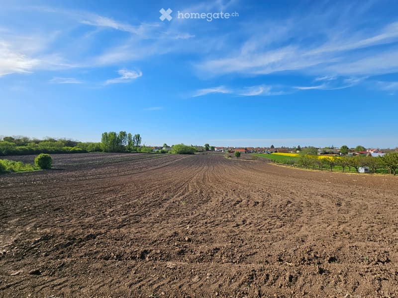 Open field with tilled soil, surrounded by trees and distant houses under a clear blue sky.