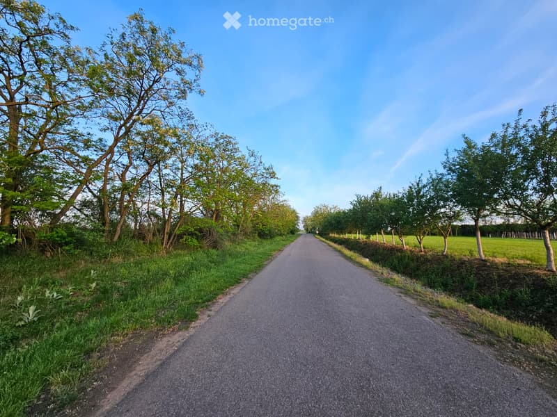 A rural road lined with trees and greenery, leading into the distance under a clear blue sky.