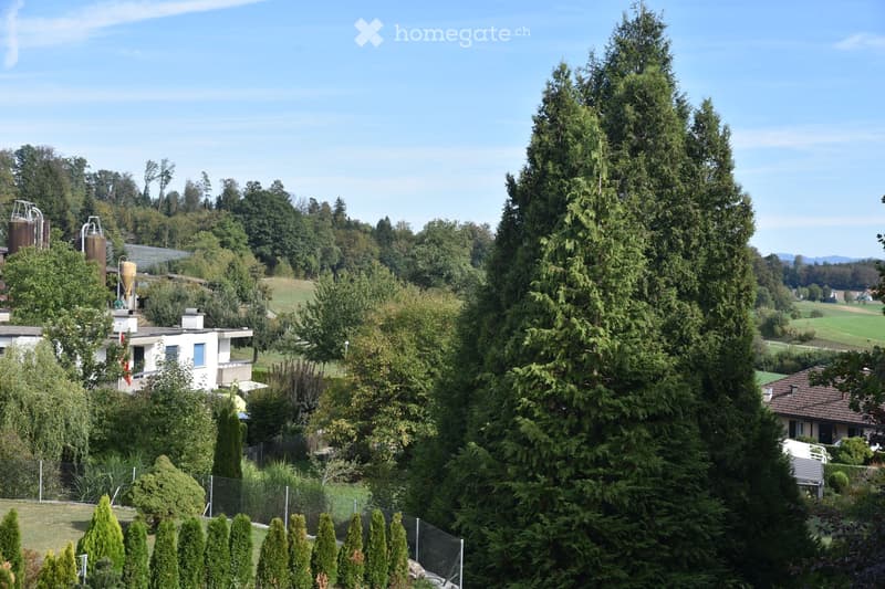 A lush garden area with tall evergreen trees, a white house partially visible, and a clear blue sky overhead.