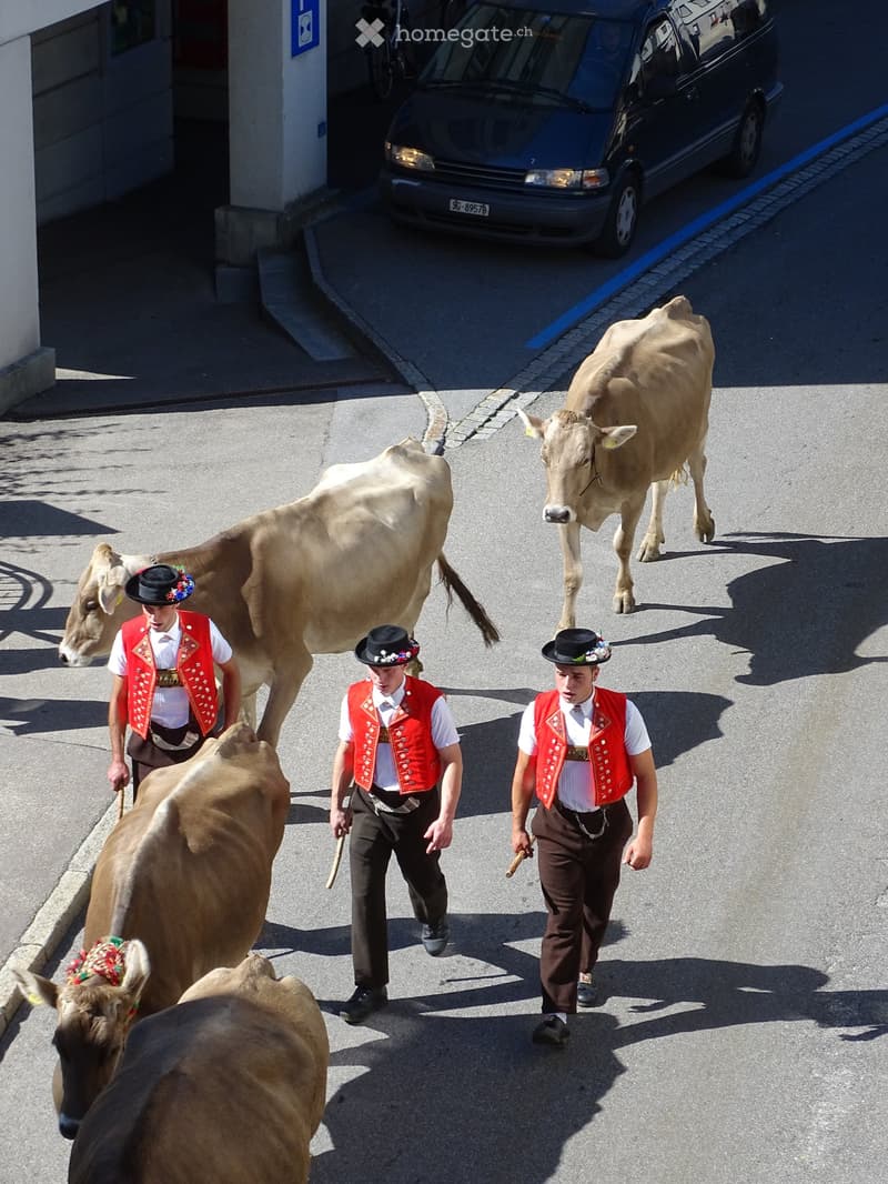 Three men in traditional attire lead a group of cows down a paved street, with a parked van visible in the background.