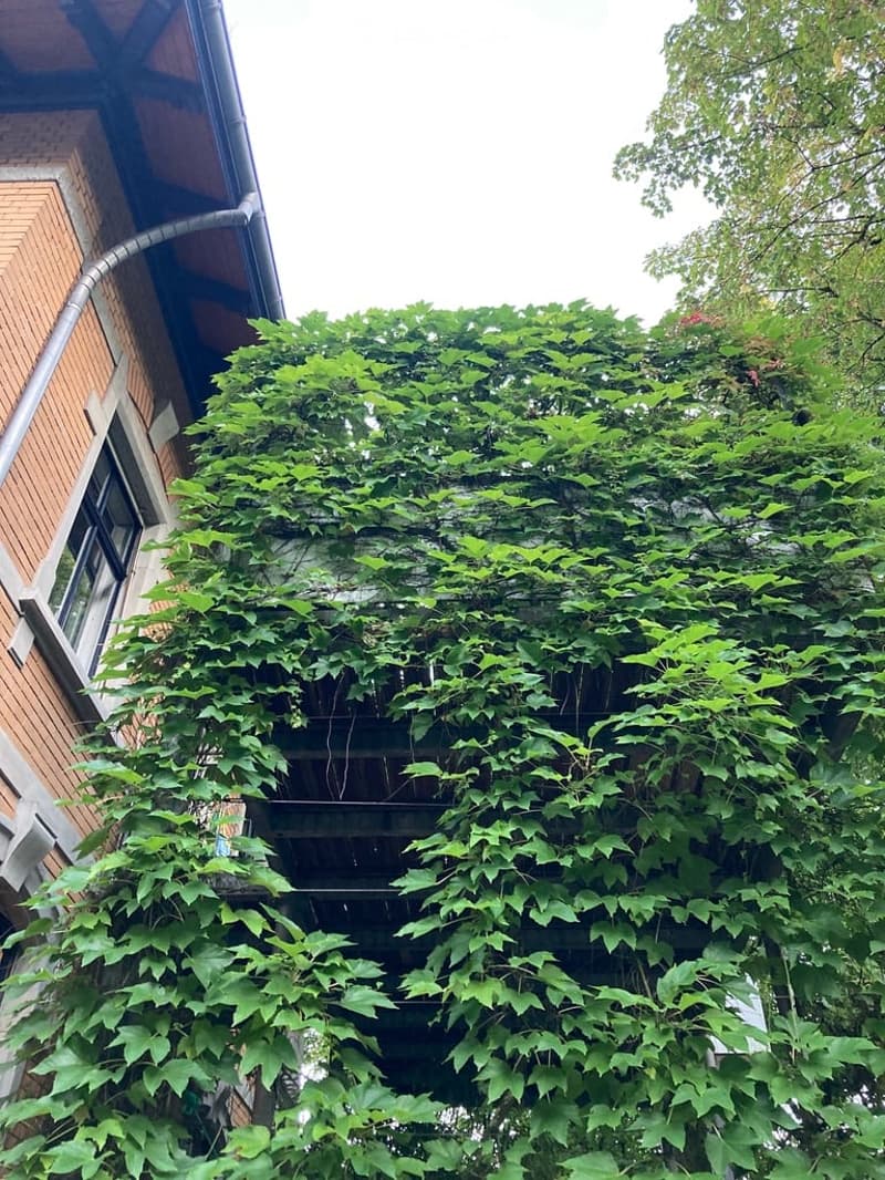 A lush green ivy-covered wall on a building, with a wooden structure and a window visible on the left side.