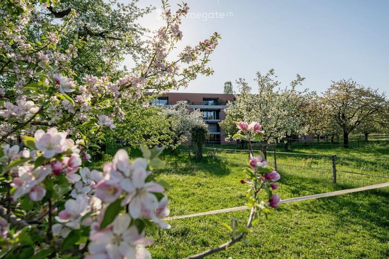 A garden area with blooming apple trees, green grass, and a modern building in the background.