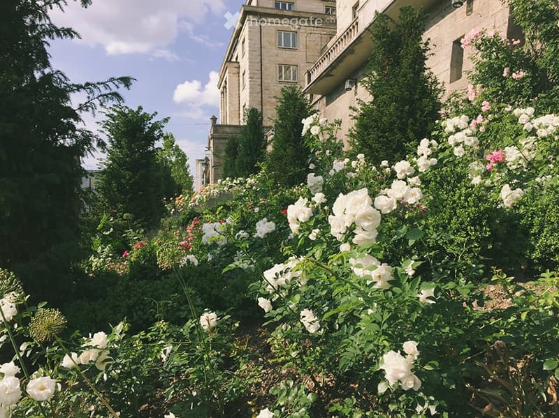 A garden area with white roses and other flowering plants, surrounded by trees and a multi-story building in the background.