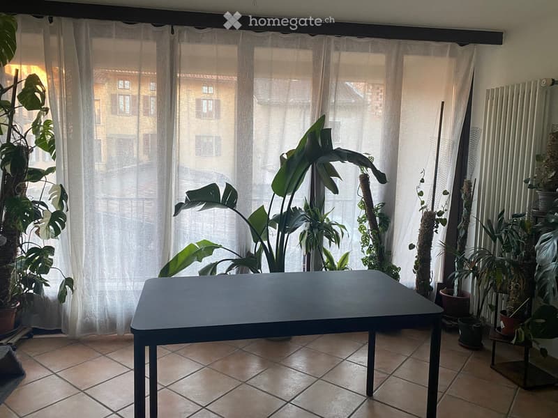 A bright room with large windows covered by sheer curtains, featuring a central table and several potted plants, including a large leafy plant and smaller succulents.