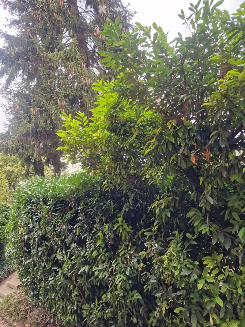 A dense hedge of green foliage with some taller trees visible behind it, creating a natural privacy screen.