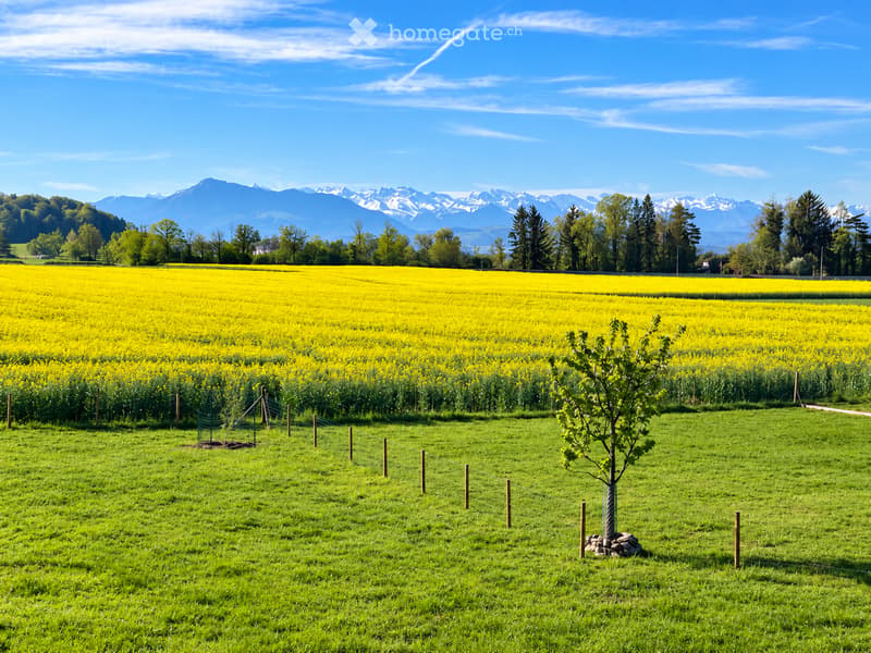 A vibrant field of yellow flowers with a small tree in the foreground, surrounded by a wooden fence, with a backdrop of green trees and snow-capped mountains under a clear blue sky.