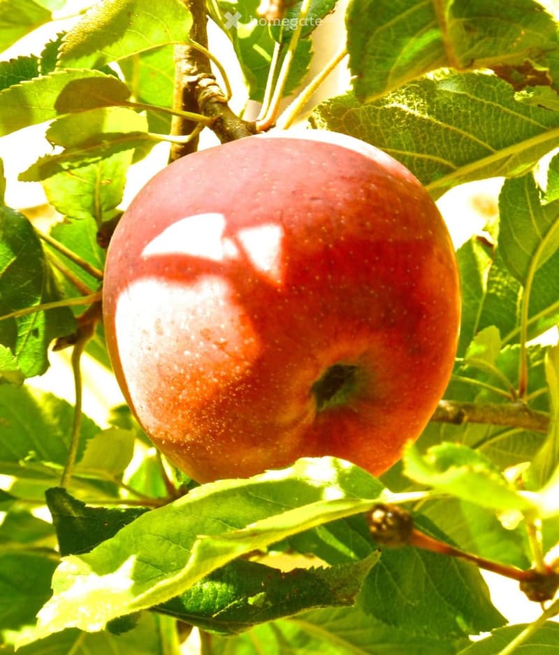 A close-up of a red apple on a tree branch surrounded by green leaves, with sunlight filtering through the foliage.