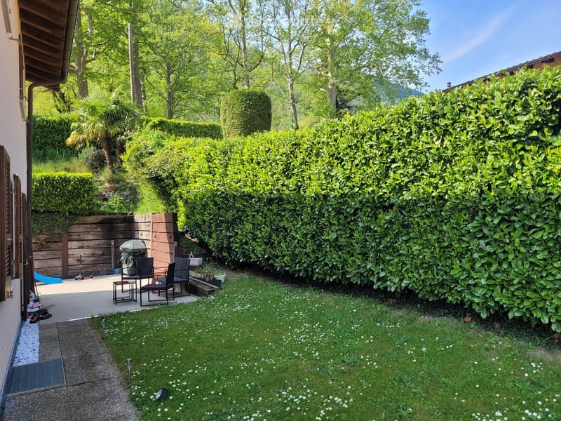 A well-maintained garden with a large hedge, a small seating area with chairs and a table, and a grassy lawn with scattered white flowers.