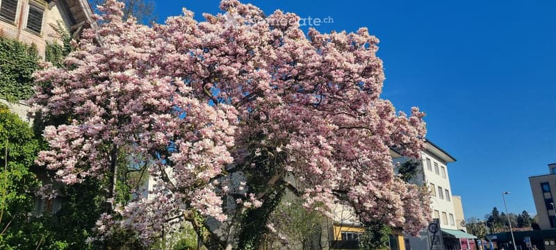 A blooming magnolia tree with pink flowers stands prominently in front of a residential building, with other houses and a clear blue sky in the background.