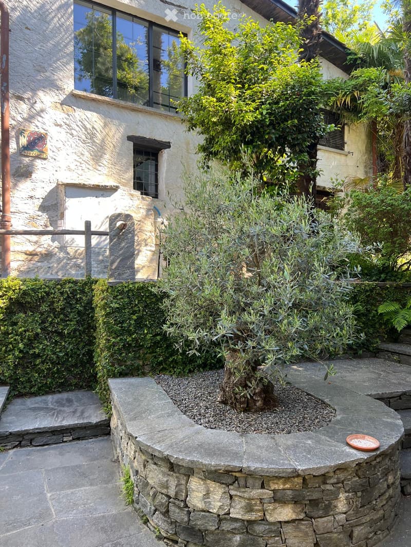 A well-maintained garden area with a stone wall, olive tree, shrubs, and a decorative orange plate on the wall.